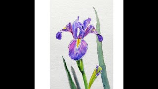 watercolor painting /水彩 /iris / 水彩画/鳶尾花 / Aquarelle /flower painting / 水彩示範 /flower drawing