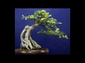 ginseng ficus the perfect bonsai tree for the beginner