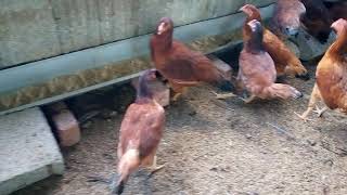 Chicken coop . Feed for organic chickens . Feeders arrangements for open range chick