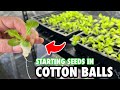 Cotton Balls: A Cheap Alternative Seed Starting Method