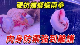 Mysterious creature's body resists mantis shrimp's two punches  but it is still unscathed. The body