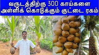 சன்னங்கி தென்னை ரகத்தை பற்றிய முழு விளக்கம் | sannagi coconut tree full explanation |