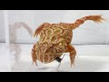 A horned frog eating a centipede and jumping