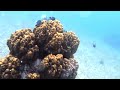 Scuba Diving | Pulau Aur Mersing