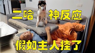 假如主人挂掉了，二哈看到主人尸体会是啥反应？大家千万憋住别笑【马桶的逗比狗生】