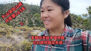 大山深处山居开荒，牛太调皮本想改天换地盘，它们居然捷足先登啦