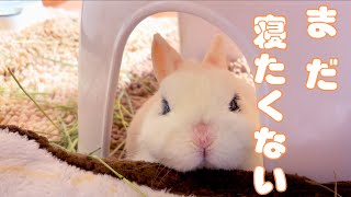 【Cutness Overload】Bunny Can't Resist Sleep, Too Cute Resistance