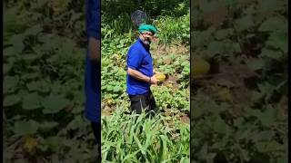 നടൻ ജയറാമിന്റെ ഫാമിലെ കാഴ്ച്ചകൾ #actor jayaram farming@a2zbharat103  #shortsjayaram #shorts