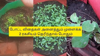 விதைகளை இப்படி விதைத்தால் எல்லா விதைகளும்/100%  முளைக்கும்/#Seed germination#விதைப்பு