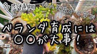 【多肉植物】ベランダガーデン最終回