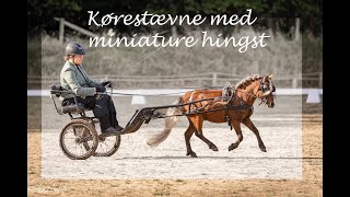 Stævne med miniature hingst