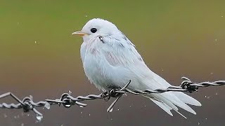 洋燕(白變)/Pacific Swallow(Leucism)