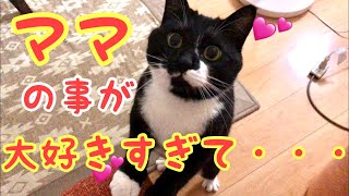 可愛すぎてゴメンナサイ！ママの事が大好きすぎる猫が可愛すぎる。