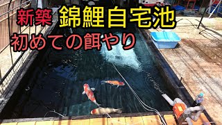 新築【錦鯉池】初めての餌やり！錦鯉飼育　濾過槽　アクアリウム　Amazing   ปลาคราฟ　บ่อน้ำkoi pond 　自宅池　#錦鯉