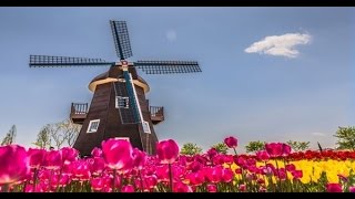 Holland tulipán földek