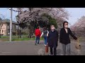 【4k】善福寺川緑地の桜 cherry blossoms in zenpukuji river green area in tokyo japan 2022