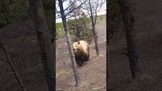 Grizzly bear hunts down wild horses! 🫣🐻  -  🎥 Viralhog