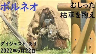 ボルネオ君（37歳）とコミュニケーション。枯草をむしり左腕で抱えて帰って行った・オランウータン・動物園・多摩動物公園・癒やし・2022年5月22日