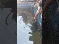 Sting ray fish bite!!!😲/feeding frenzy #bite #stingray #friendly #shorts