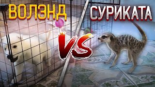 Выжившие Волэнды от Кубы в Санкт-Петербурге. Куда пропали щенки ⁉️