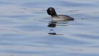 Red necked Grebe/アカエリカイツブリ夏羽