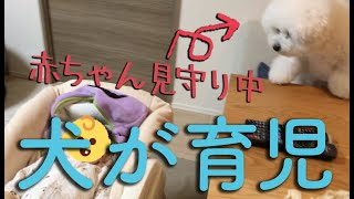 赤ちゃんを泣き止ます犬｜飼い主の育児に協力するビションフリーゼわたまる dog stopped crying baby