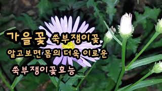 가을꽃/야생화/연보라색/쑥부쟁이/알고보면/몸의더욱/이로운쑥부쟁이꽃/쑥부쟁이꽃 키우기~^^👍🥰