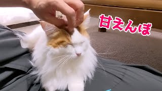 ツンデレメインクーンが飼い主の膝の上で甘える幸せな瞬間がこちらです