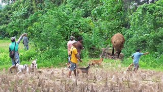 Lama Tak Jumpa Momen Berburu Seperti Ini || Berburu babi di Bukit Kilah dan Aua Gadiang ||