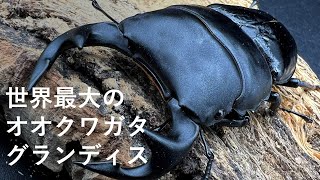 グランディスオオクワガタ 【解説と紹介】