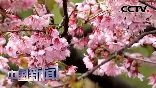 [中国新闻] 湖北武汉：“云赏樱”见证英雄城市花开 | CCTV中文国际