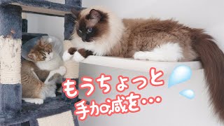 子猫と先住ラグドール猫の喧嘩！久々の再会に響く猫パンチがこちらです