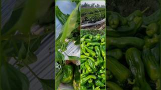 Chilli farming harvesting #satisfying