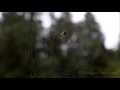 spider spinning its web time lapse