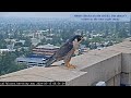 cal falcons banding day highlights 🐥🐥🐥🐥 3 cam compilation📽️ 2024 may 15