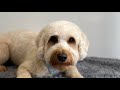 Cute and easy Cockapoo teddy bear head | Dog Grooming