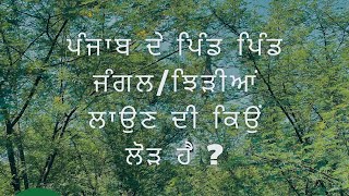 *ਮਿੰਨੀ ਜੰਗਲ/ਝਿੜੀਆਂ - ਪੰਛੀਆਂ ਦੇ ਰੈਣ ਬਸੇਰੇ*  ਮਿੰਨੀ ਜੰਗਲ ਪਿੰਡਾਂ ਲਈ ਕੀ ਕੰਮ ਕਰਦੇ ਹਨ ?