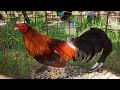 Desde Nagua San Antonio Enfocados en Crecer dia por día con una producción masiva de Aves de alto.