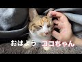 朝から布団に潜り込んでいる猫 a cat hiding under a futon in the morning. shorts