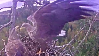 Jūras ērglis Durbē~ Ramis \u0026 Milda visit their nest! The seasons 2020/2021 starts~7:49 am 2020/10/14