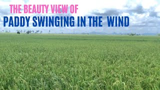 Green paddy| A Spectacular view of Paddy swinging in the wind