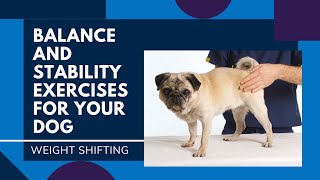 Balance and Stability Exercises For Your Dog | Weight Shifting