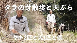 タラの芽散歩と天ぷら　ヤギ二匹と犬一匹と僕で、タラの芽を採りに山を登る。そのあと、タラの芽と原木しいたけとよもぎの天ぷらを頬張るって動画