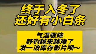 终于成功入冬了，还好有小白条～气温骤降，野钓越来越难了，水一期发波库存影片呗～哈 路亚 户外钓鱼 我期待的是有你的冬天