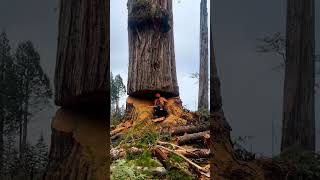 Expert tree cutter cutting a big tree #trendingvedio#shorts