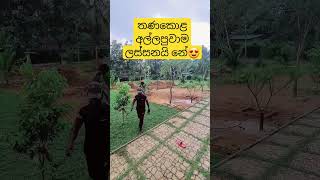 තණකොළ අල්ලා දිමේ සේවය 0760164333 0772029000 ක්‍රිෂාන් ජාඇල බෝපිටිය