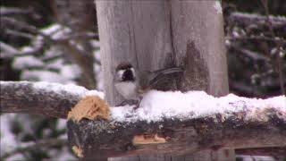 Boreal Chickadee calls and eats peanut butter