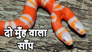 दुनिया के 5 सबसे विचित्र जानवर 5 Bizarre Animals In The World