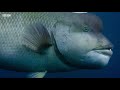 The Sex-Shifting Fish  Blue Planet II  BBC Earth