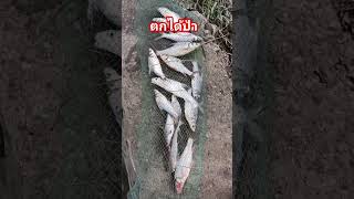 ตกปลาแม่น้ำเจ้าพระยา #fishing #ตกปลา #fishing #subscribe #share #shorts #short #YouTube shorts #ปลา